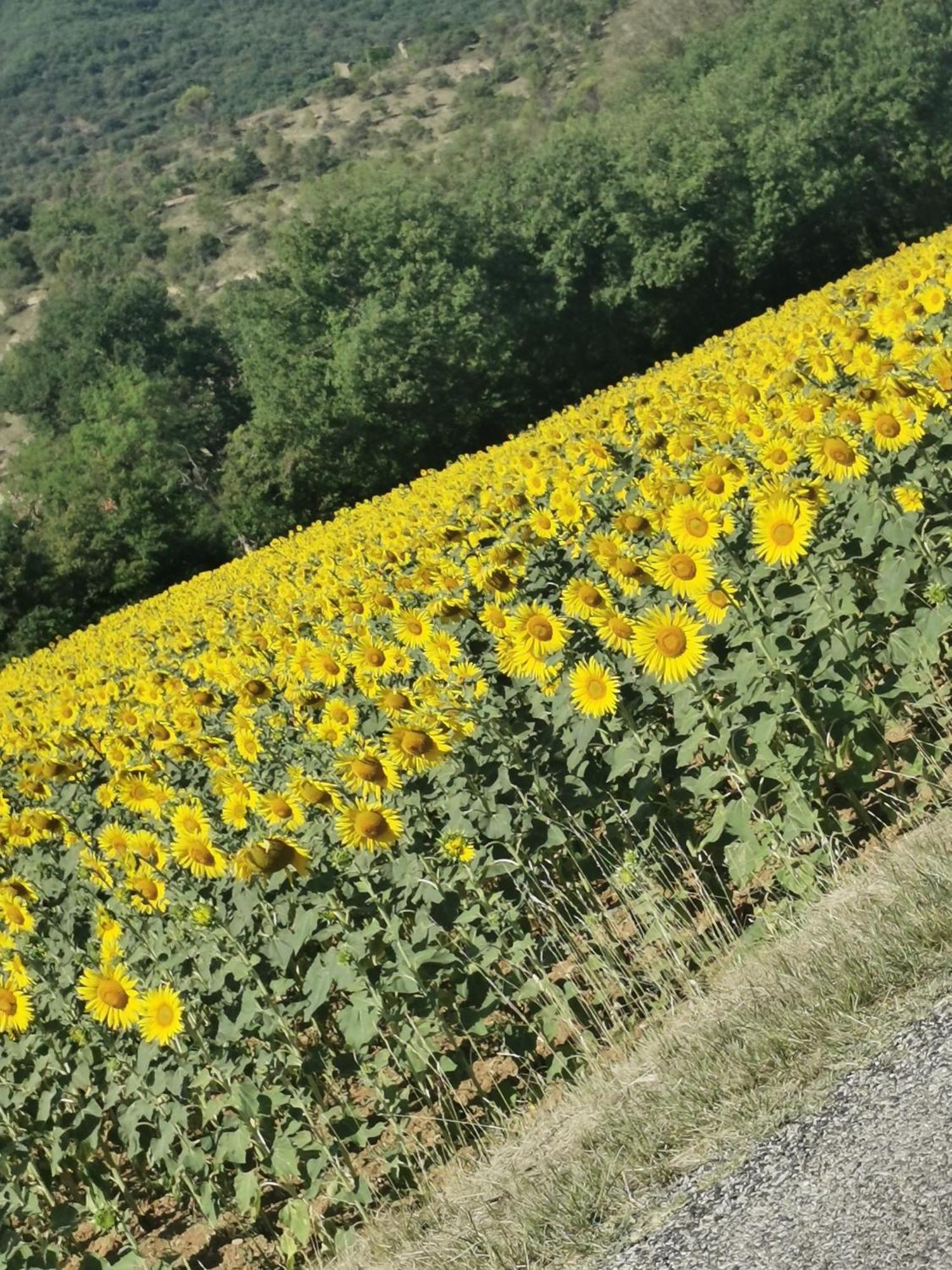 Mes Maisons Gardoises, Two Gites Sleeping 13 With Two Private Pools, Kids Room, Laundry, Disco, Free Wifi, Linen And Dog'S Are Welcome Gagnières Kültér fotó
